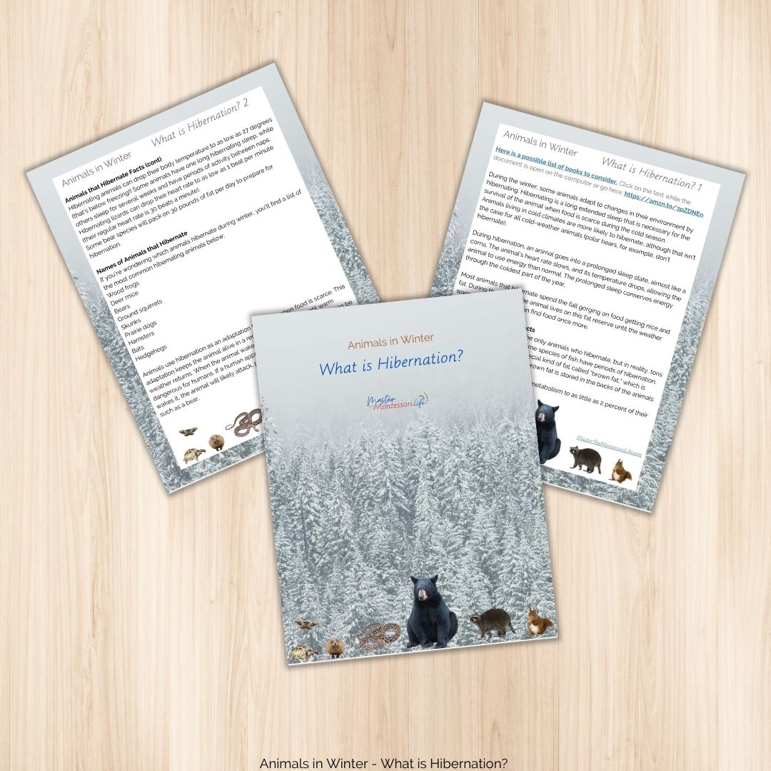 Animals in Winter - What is Hibernation? Topic Overview - Master the  Montessori Life Shop
