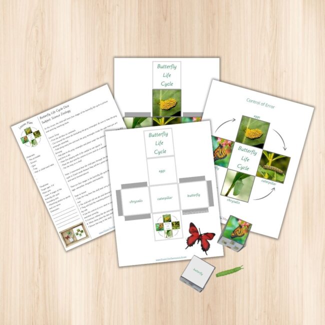 Learn how to teach the butterfly life cycle with a hands-on activity using printable dice. Two printable dice and lesson plan is included.